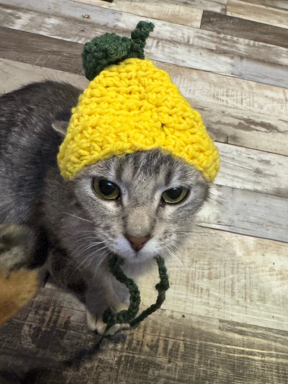 Handmade Lemon Cat Hat with Green Leaf Accent